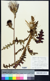 Cirsium horridulum var. horridulum image