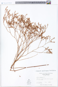 Limonium carolinianum image