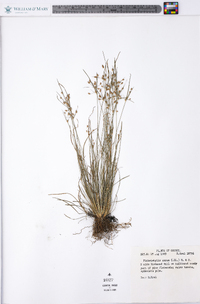 Fimbristylis annua image