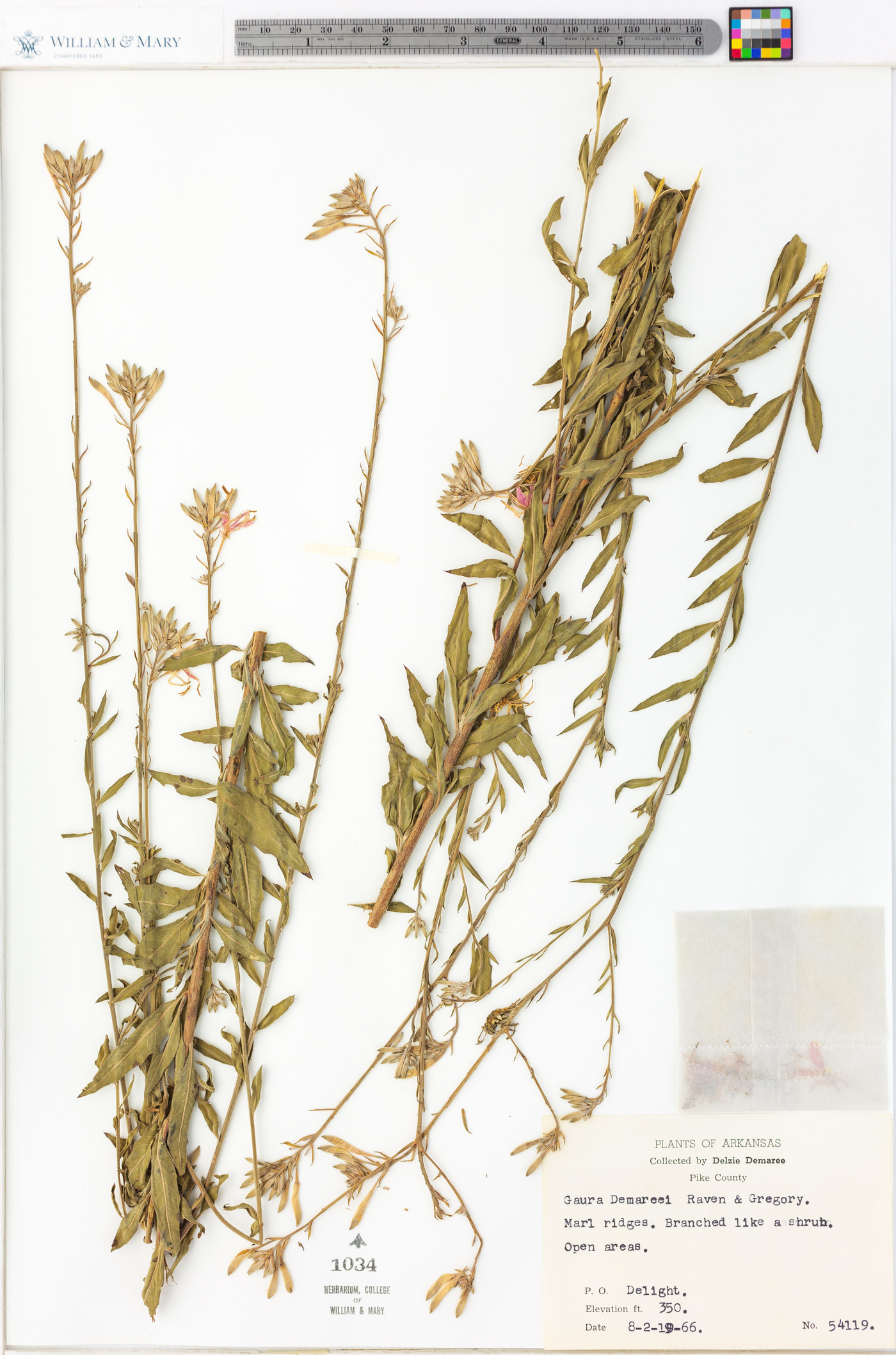 Oenothera demareei image