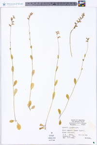 Lobelia appendiculata image