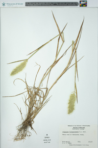 Polypogon monspeliensis image