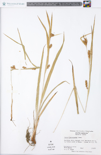 Carex flaccosperma image