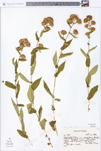 Symphyotrichum phlogifolium image