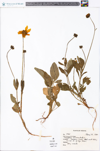 Coreopsis auriculata image