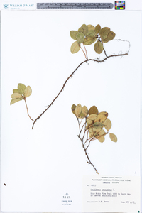 Gaultheria procumbens image