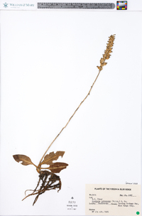 Goodyera pubescens image