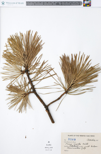 Pinus rigida image