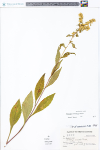 Solidago roanensis image