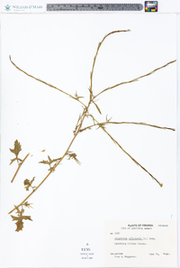 Sisymbrium officinale image