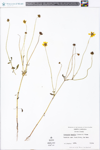 Coreopsis basalis image