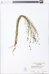 Wahlenbergia marginata image