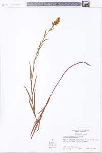 Ludwigia suffruticosa image