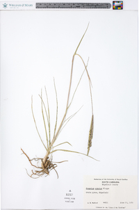 Paspalum notatum image