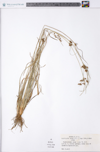 Fimbristylis annua image