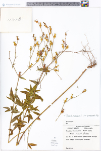 Rhexia mariana var. purpurea image