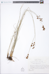 Fimbristylis puberula image