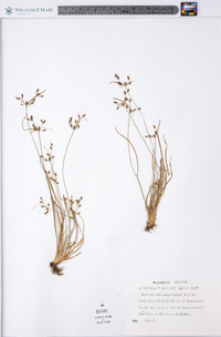 Fimbristylis annua image