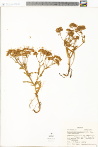 Valerianella longiflora f. longiflora image