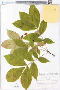 Carya pallida image