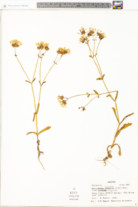 Valerianella longiflora image