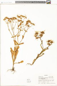 Valerianella longiflora image