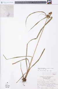 Cyperus echinatus image