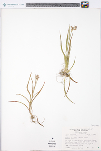 Luzula bulbosa image