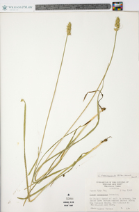 Carex laevivaginata image