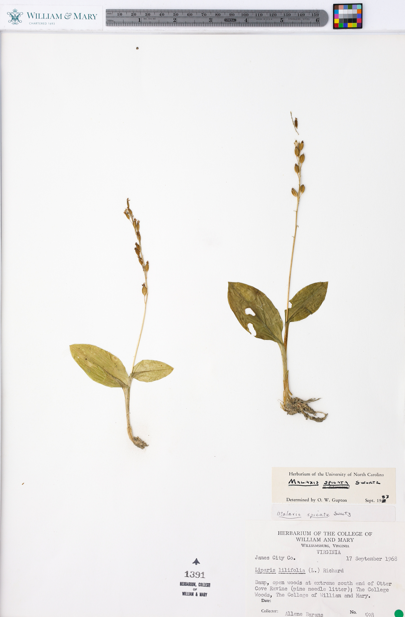 Malaxis spicata image