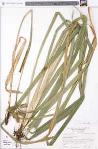 Carex comosa image