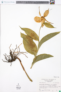 Cypripedium parviflorum var. pubescens image