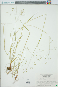 Poa autumnalis image