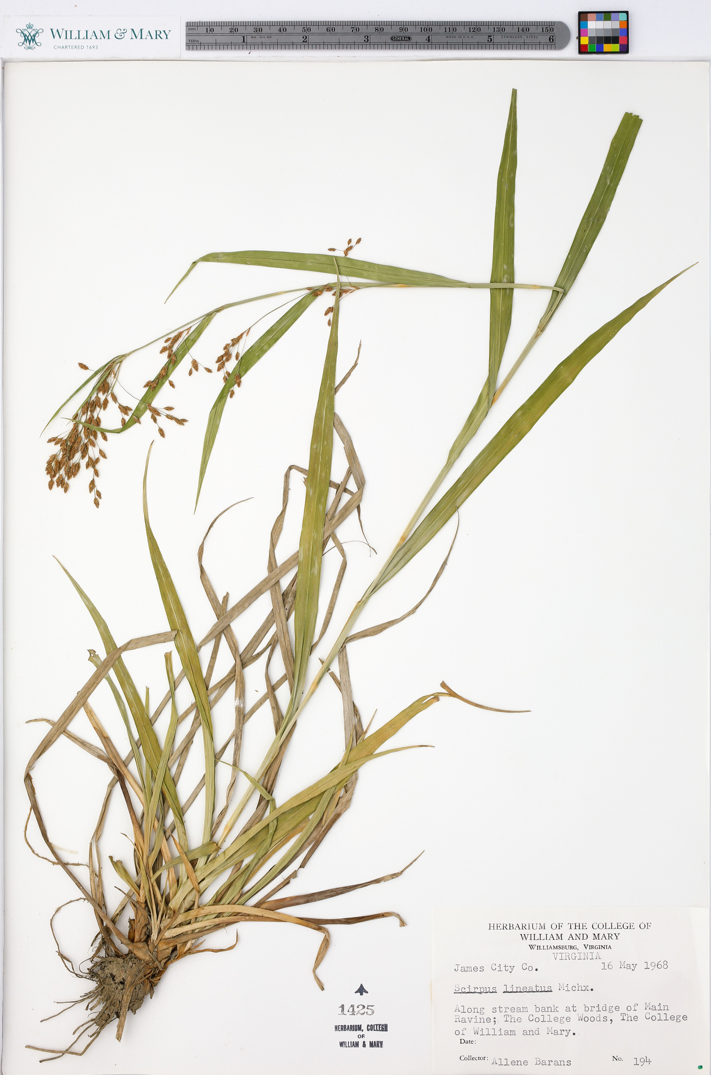 Scirpus lineatus image