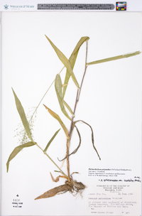 Dichanthelium polyanthes image