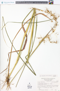 Sorghastrum elliottii image