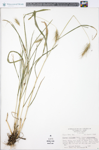 Elymus villosus var. arkansanus image