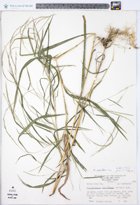 Muhlenbergia sylvatica image