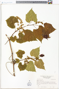 Vitis vulpina image