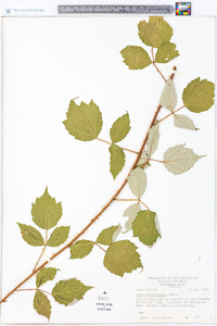 Rubus phoenicolasius image