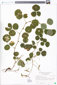 Desmodium rotundifolium image