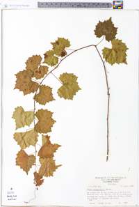 Vitis rotundifolia image