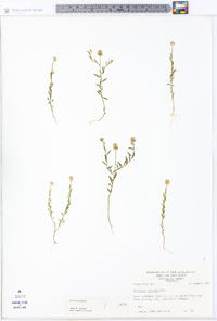 Polygala mariana image