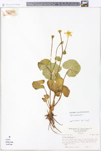 Caltha palustris image