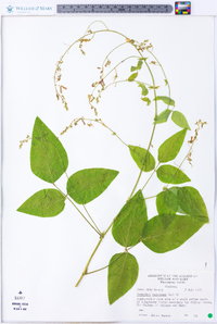 Desmodium canescens image