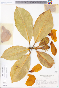 Magnolia grandiflora image