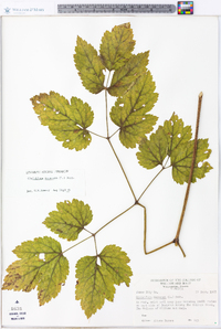 Actaea racemosa image