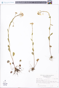 Cardamine bulbosa image