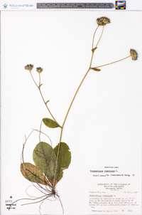 Elephantopus tomentosus image