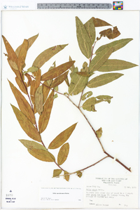 Salix caroliniana image